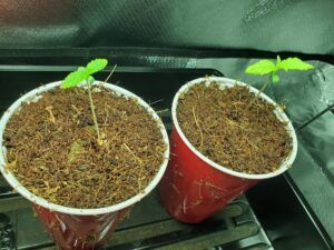 Cannabis seedling